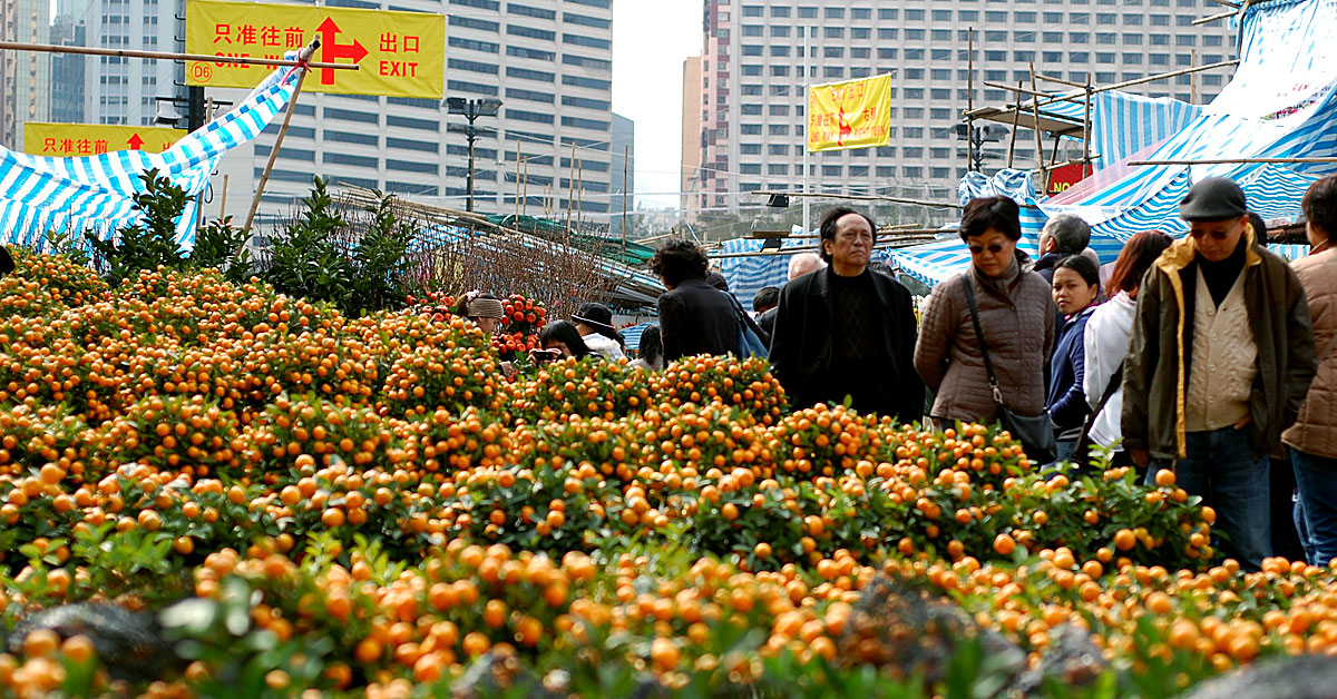 Rows of Chinese Mandarin Orange plants are for sale at the Victoria Park Flower Market
